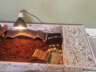 Tortoise reptiles Horesfield Tortoise and full setup 4 months maldon - Advert 14