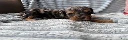 Cavapoo dogs for sale: Impressive F1 Merle Cavapoos  - Advert 24
