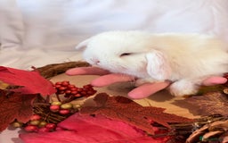 Mini Lop rabbits for sale: Gorgeous Pure Bred Mini Lops 💛 | RESERVE NOW 🐰 - Image 10
