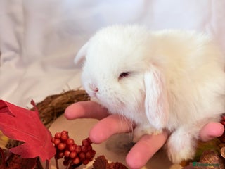Mini Lop rabbits - Advert 6