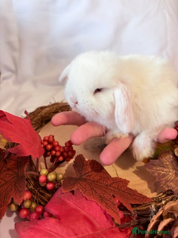 Mini Lop rabbits - Advert 5