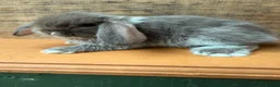 Mini Lop rabbits for sale: MINI LOP BUNNIES - PEDIGREE  - Advert 29