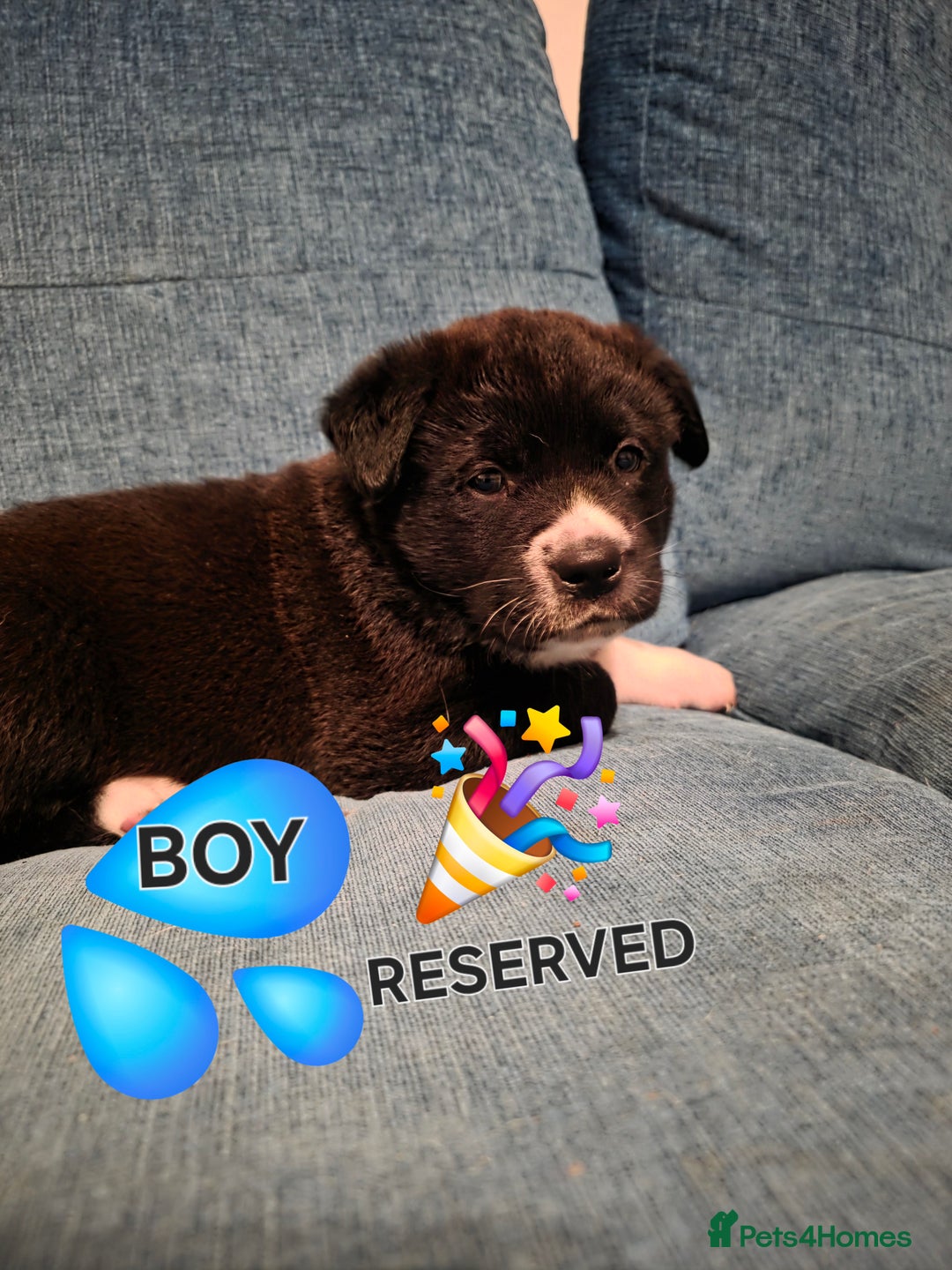 Mixed Breed dogs for sale: Gorgeous Labrakita (American Akita x Lab) Puppies - Advert 9