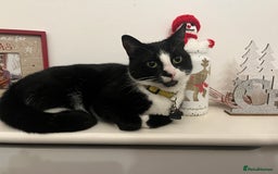 Domestic Shorthair cats for sale: Female cat  - Image 5