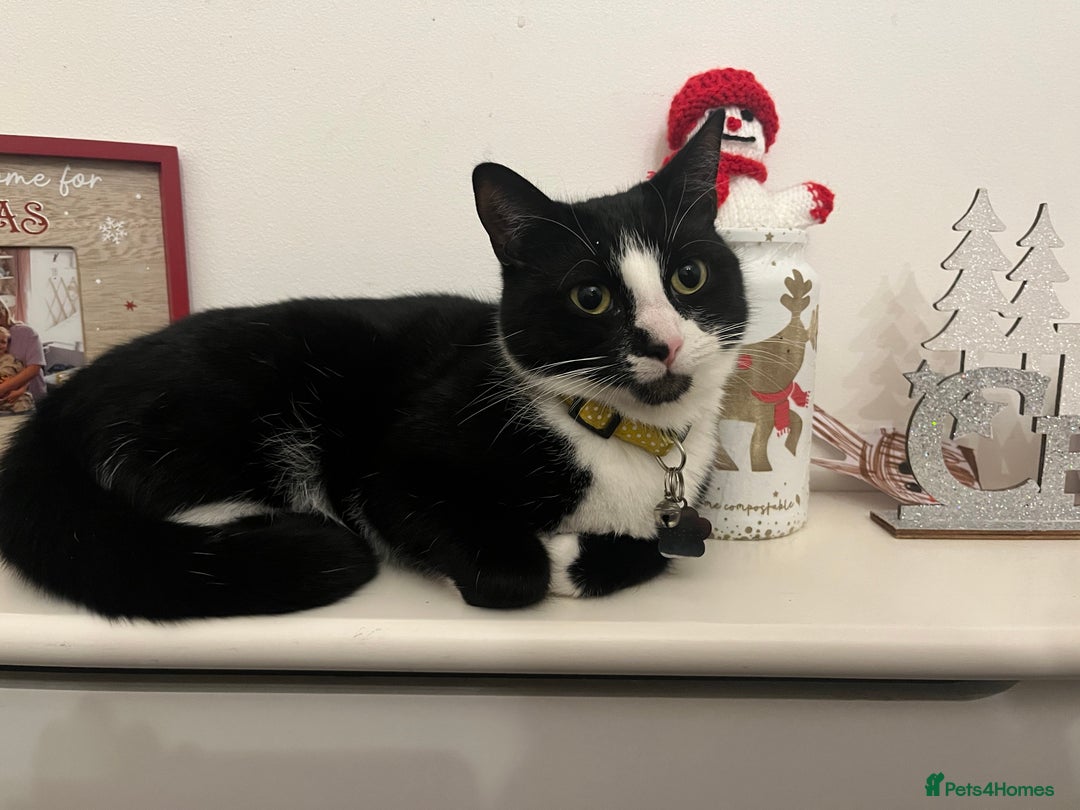 Domestic Shorthair cats for sale: Female cat  - Image 5