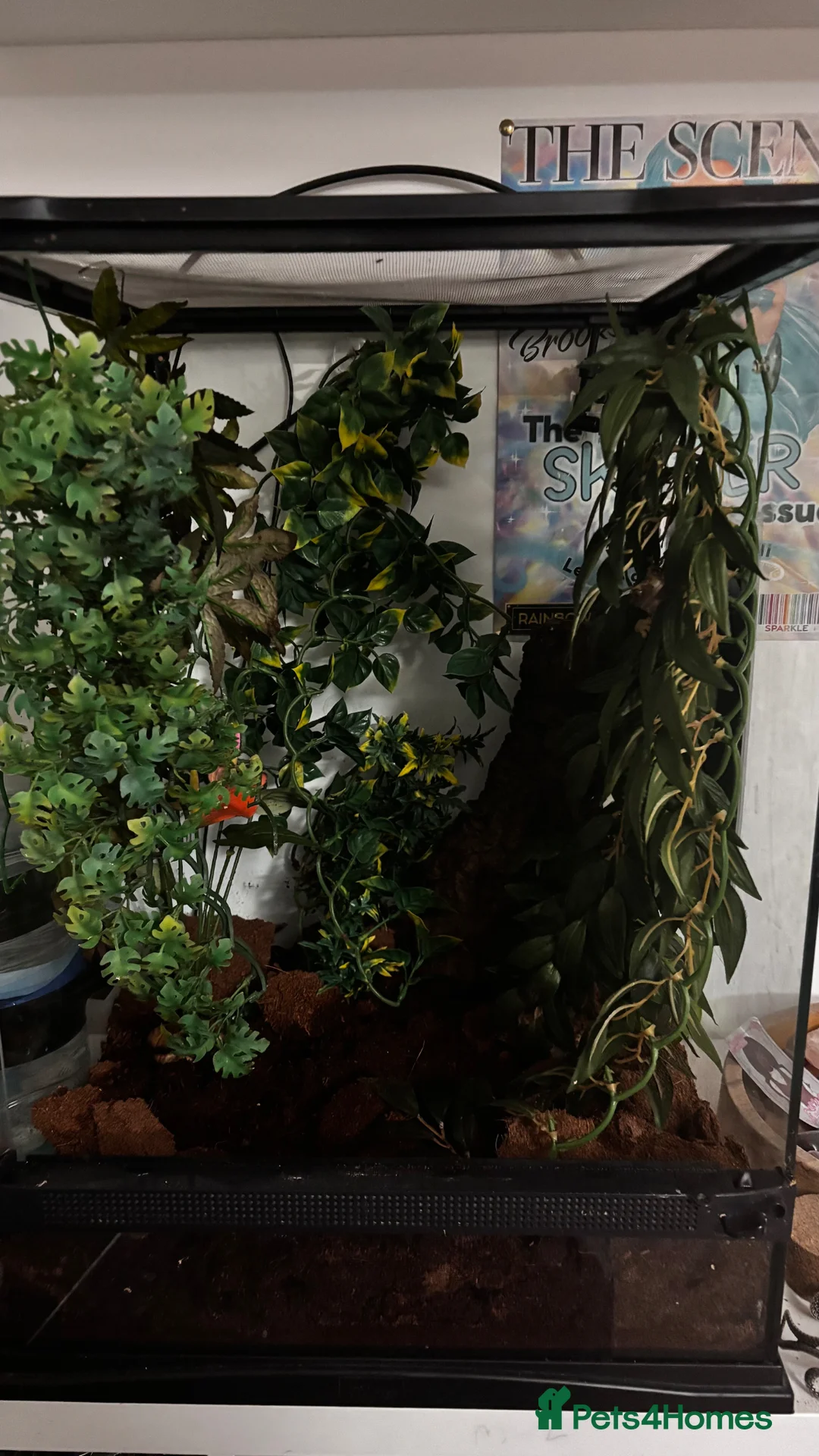 Gecko reptiles for sale: Crested Gecko (3 Years Old) - Advert 6