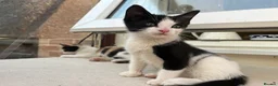 Mixed Breed cats for sale: 4 Gorgeous Ragdoll Cross Kittens - Advert 12