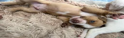 Bullmastiff dogs for sale: Beautiful mastiff litter in Coventry - Advert 12