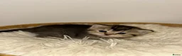 British Shorthair cats for sale: British Shorthair Kitten  - Advert 3