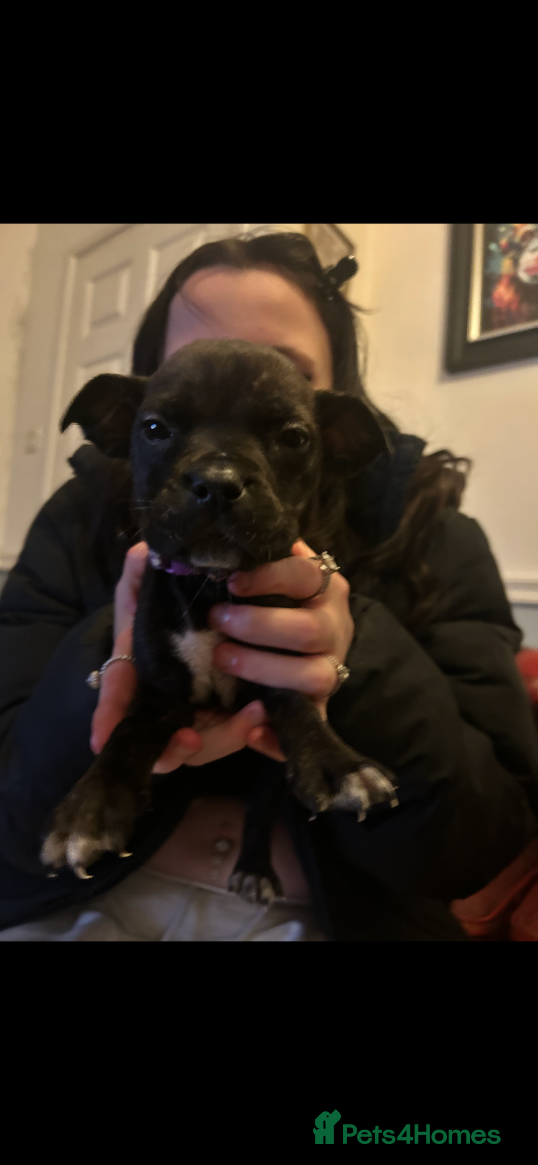 Mixed Breed dogs for sale: Presa Canario X American Bulldog puppies - Advert 15