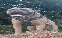 Cane Corso dogs for stud: Russian import working blood cane corso stud - Advert 10