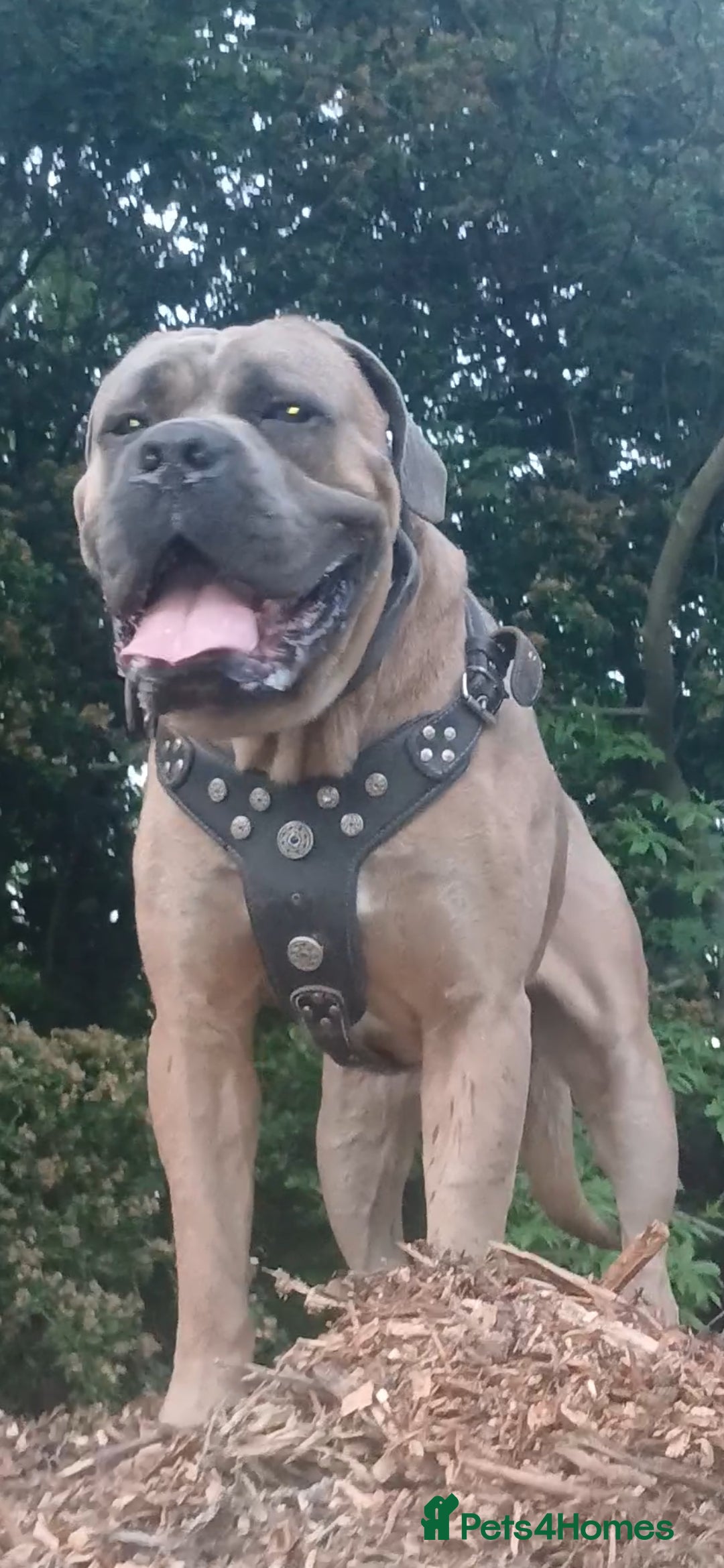 Cane Corso dogs for stud: Russian import working blood cane corso stud - Advert 10
