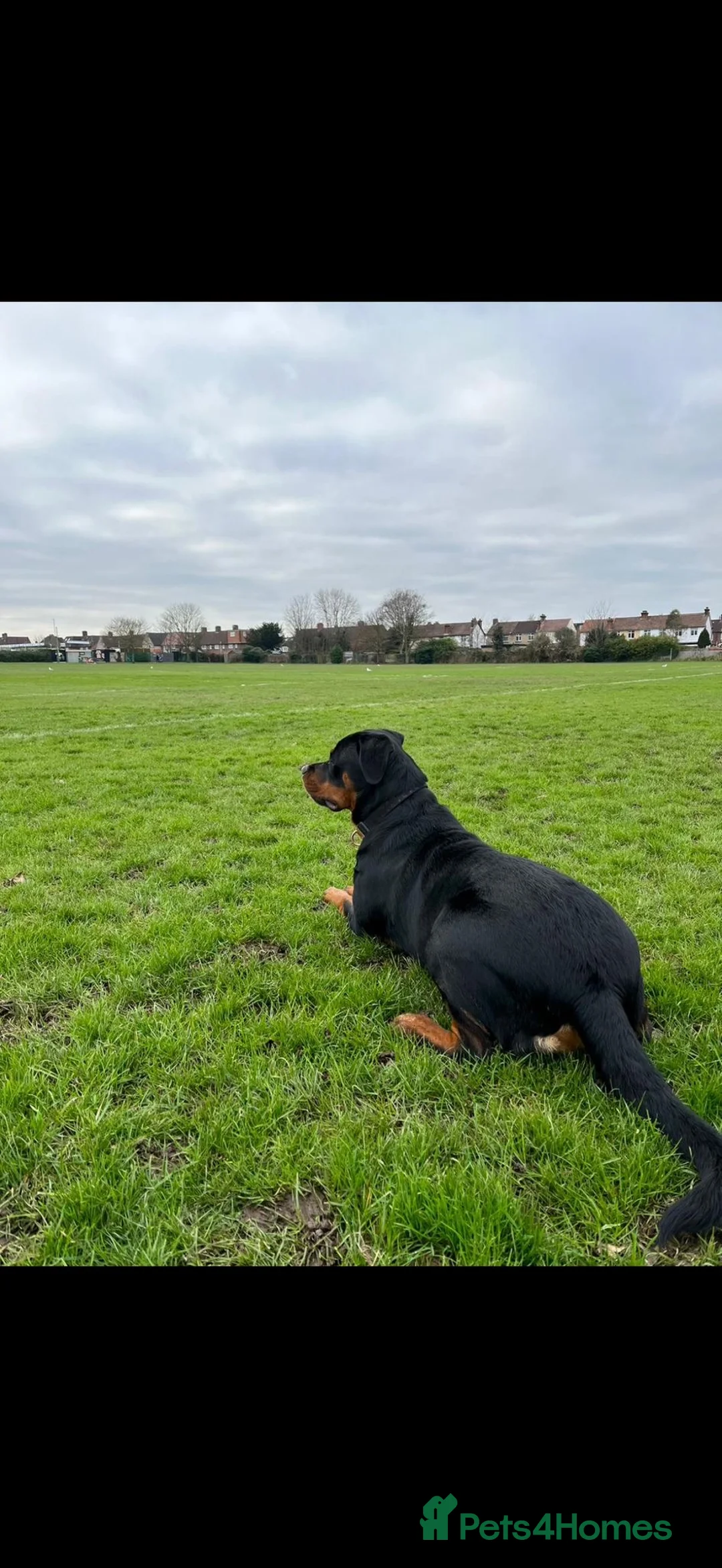 Rottweiler dogs for sale: Beautiful 5 year old Rottweiler  - Advert 5