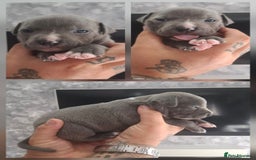 Staffordshire Bull Terrier dogs for sale: 7 Beautiful Staffordshire bull terrier puppies  - Image 4