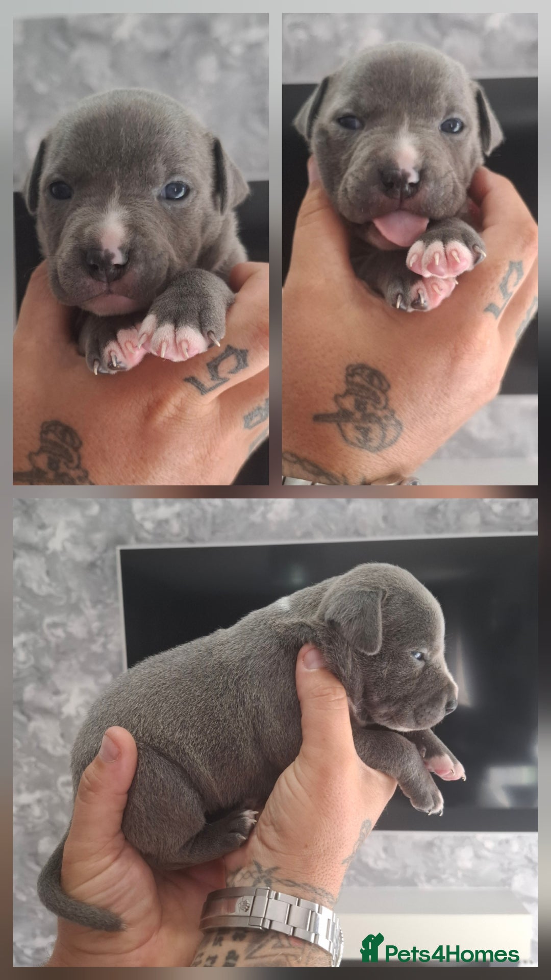 Staffordshire Bull Terrier dogs for sale: 7 Beautiful Staffordshire bull terrier puppies  - Image 4