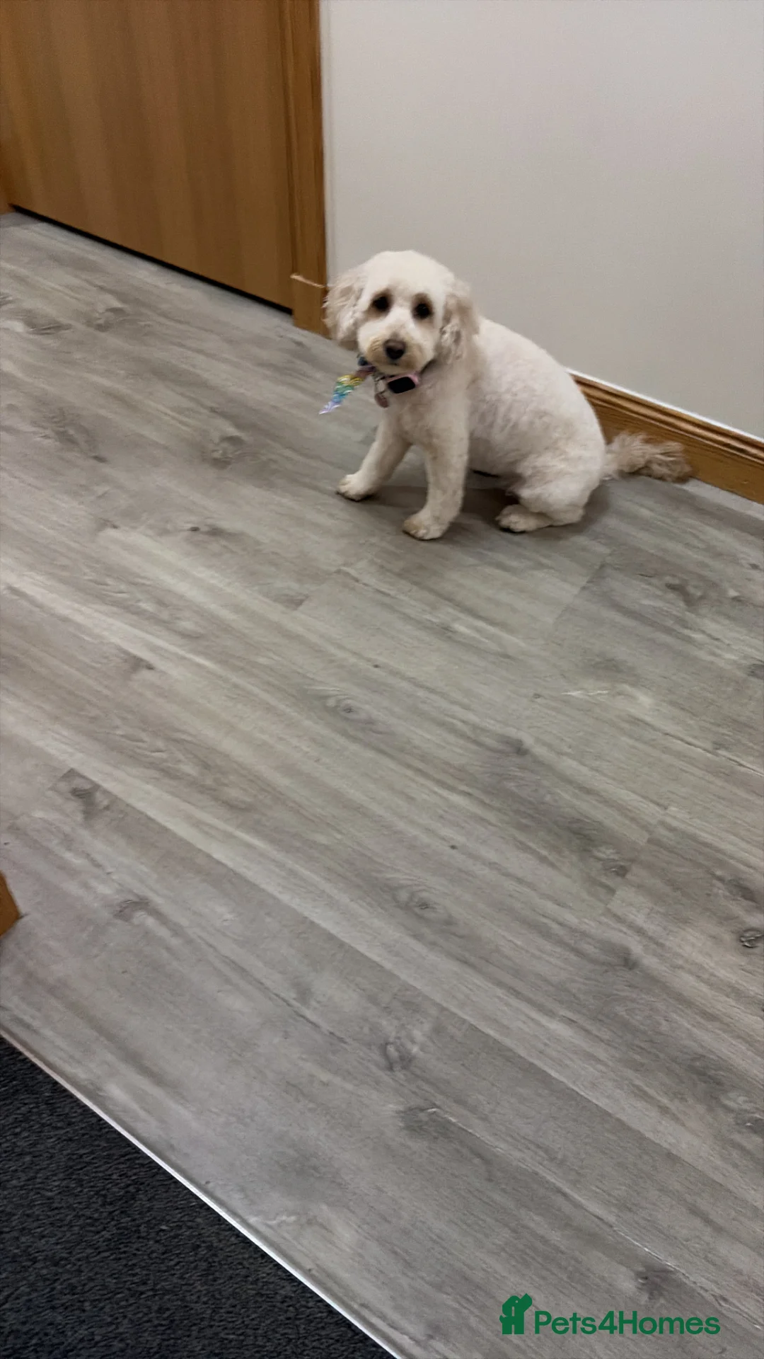 Cockapoo dogs for sale: Cockapoo 3 years old  - Advert 3