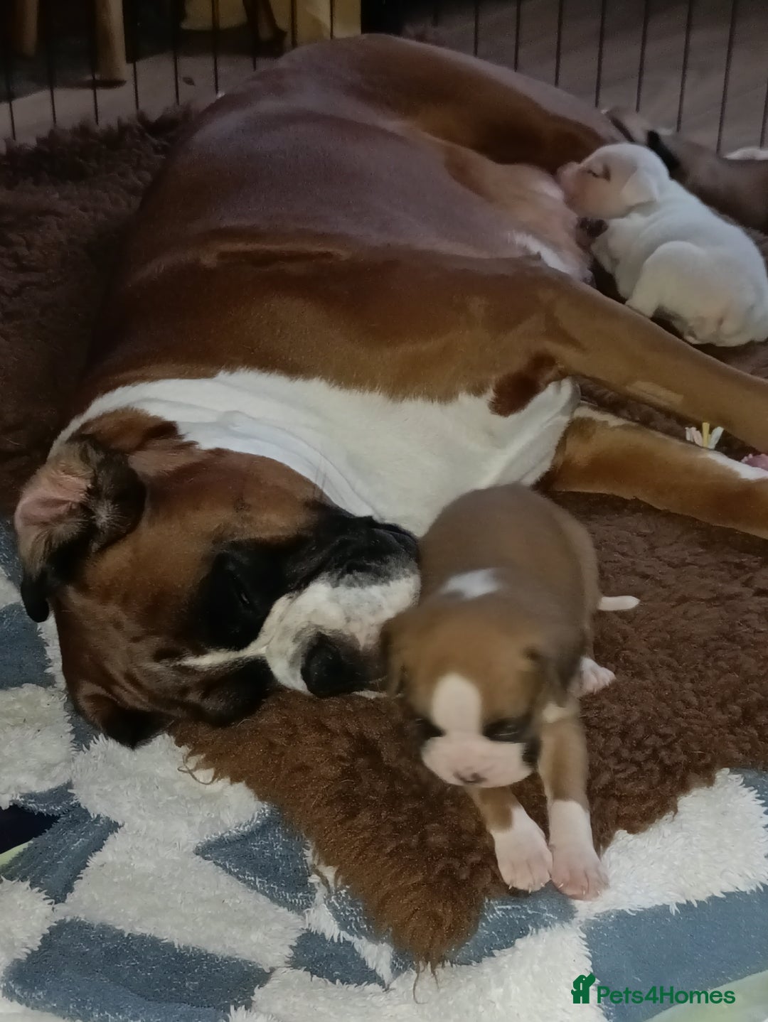 Boxer dogs for sale: Boxer litter of 6 - Image 1