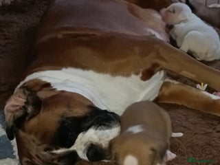 Boxer dogs for sale - Advert 1