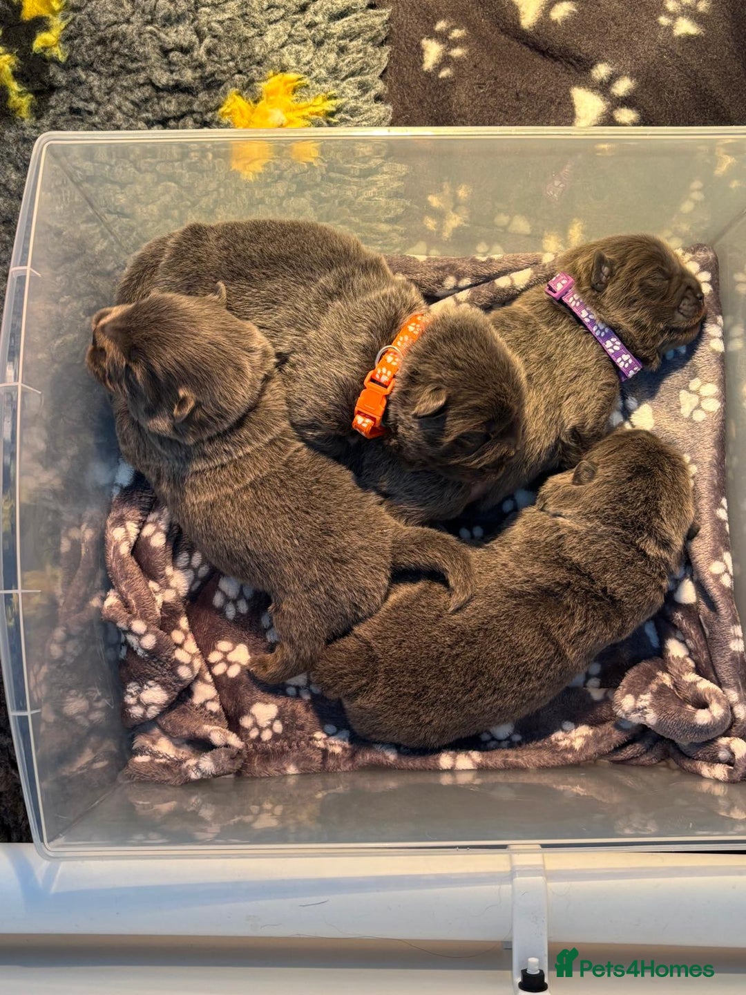 Chow Chow dogs for sale: Beautiful blue chow chow litter 💙 - Image 13
