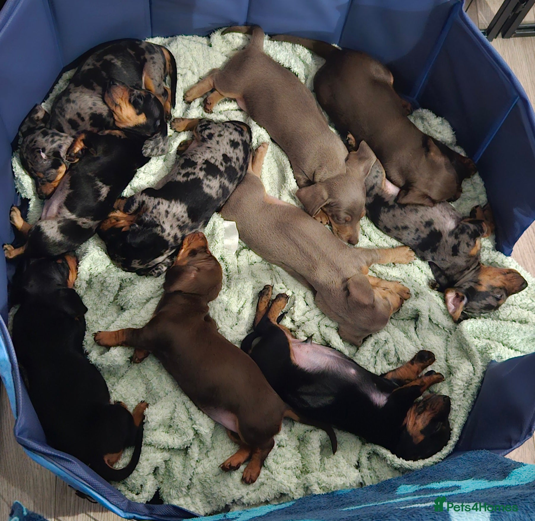 Miniature Dachshund dogs Our beautiful babies  - Advert 5