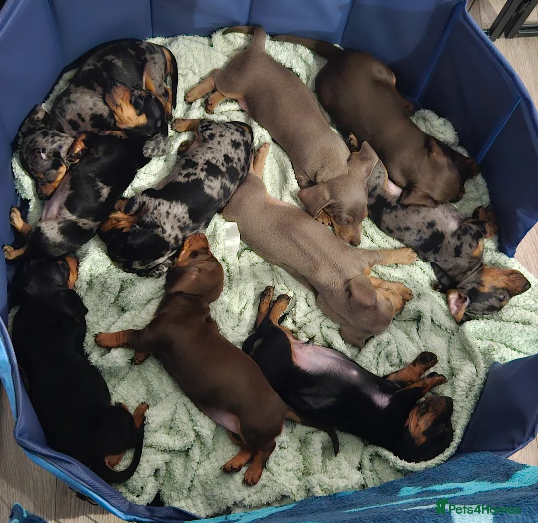 Miniature Dachshund dogs for sale: Our beautiful babies  - Advert 1