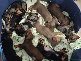 Miniature Dachshund dogs Our beautiful babies - Advert 5