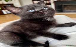 Mixed Breed cats for sale: 7 Beautiful Kittens 2 girls and 5 boys  - Image 4