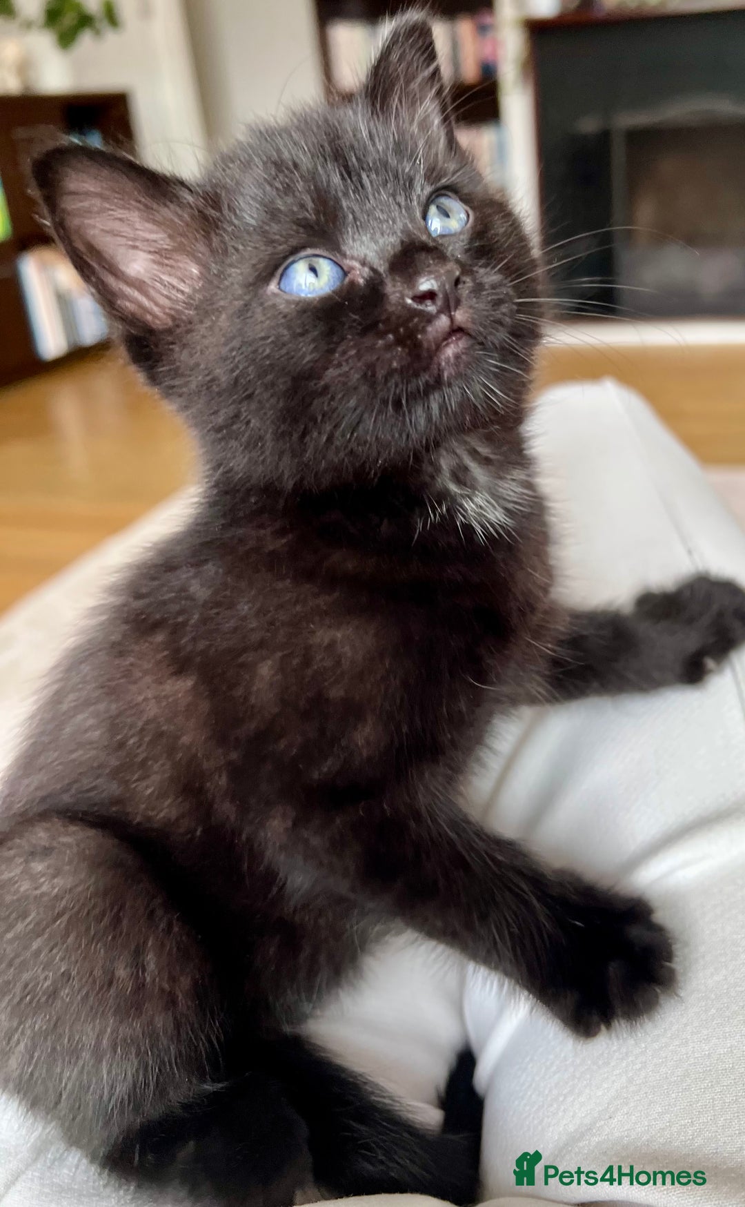 Mixed Breed cats for sale: 7 Beautiful Kittens 2 girls and 5 boys  - Image 4