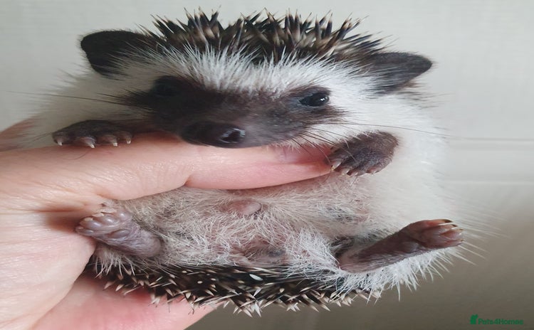 Pygmy Hedgehog rodents - Advert 4