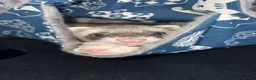 Ferret rodents for sale: 2 male Kits + set up  - Advert 4