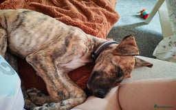 Greyhound dogs for sale: 10 weeks old greyhound boy - Image 1