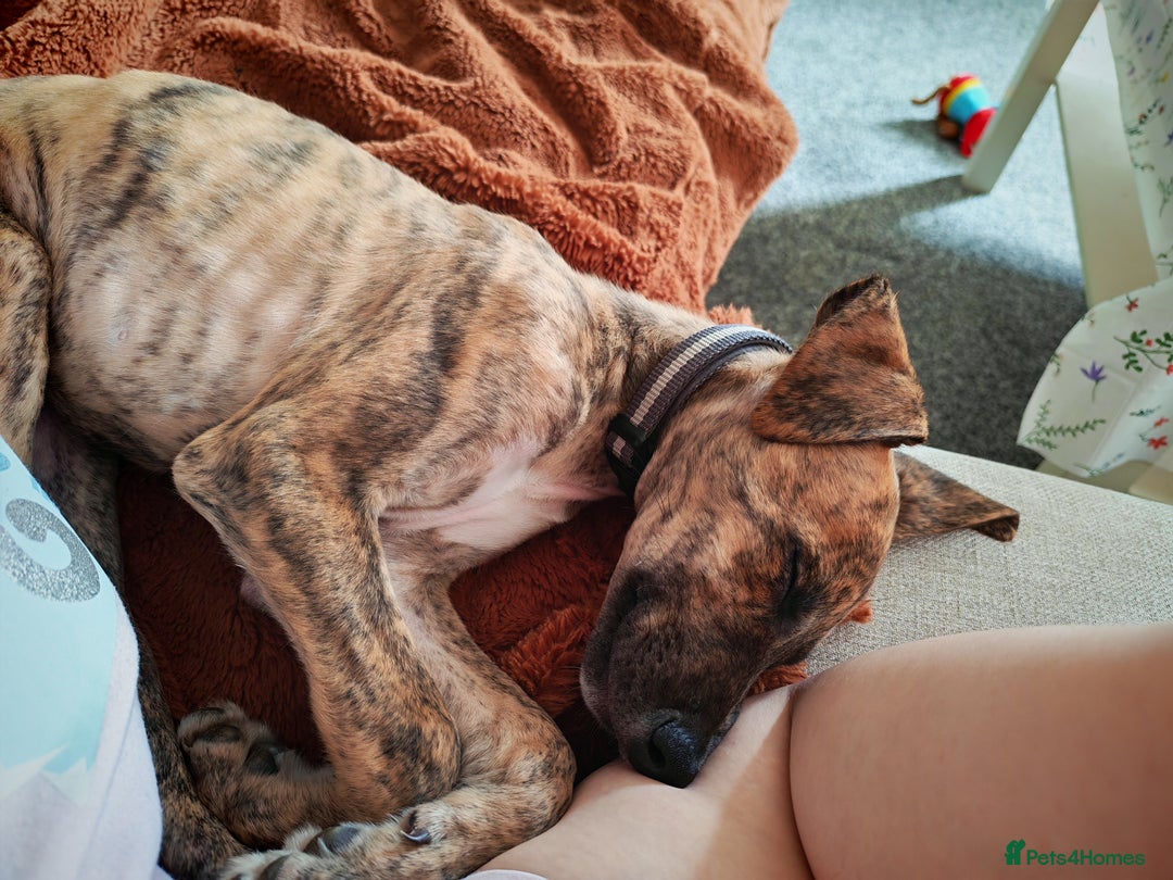 Greyhound dogs for sale: 10 weeks old greyhound boy - Image 1