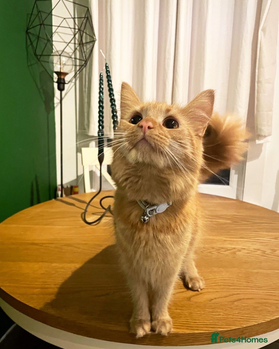 British Longhair cats for sale: Beautiful female ginger cat looking for home - Image 2