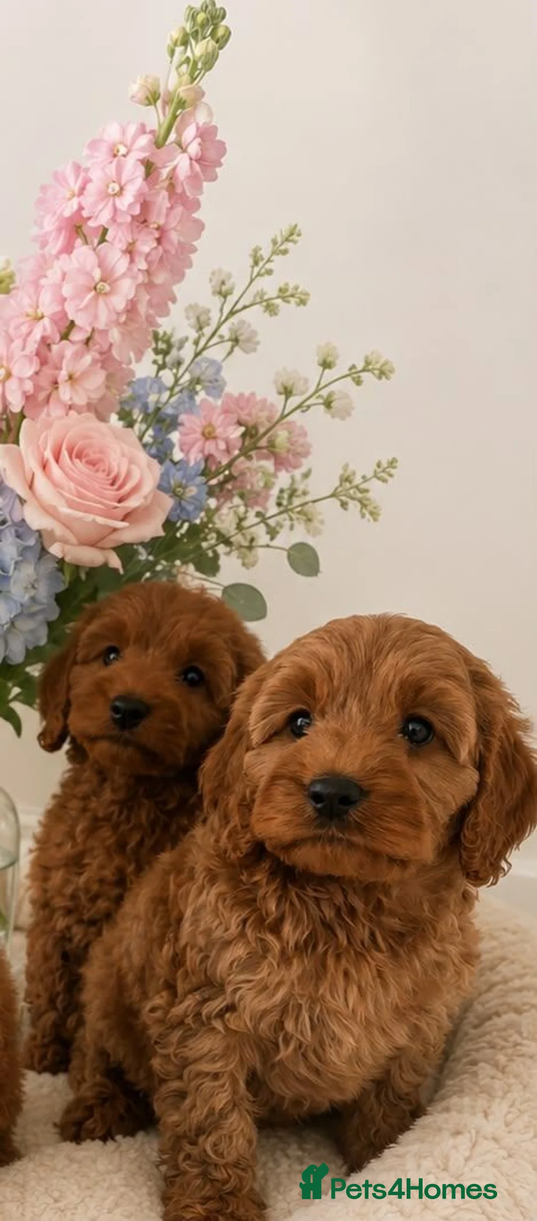 Cavapoo dogs for sale: F1 fox red cavapoo puppys  in Hampton - Advert 7