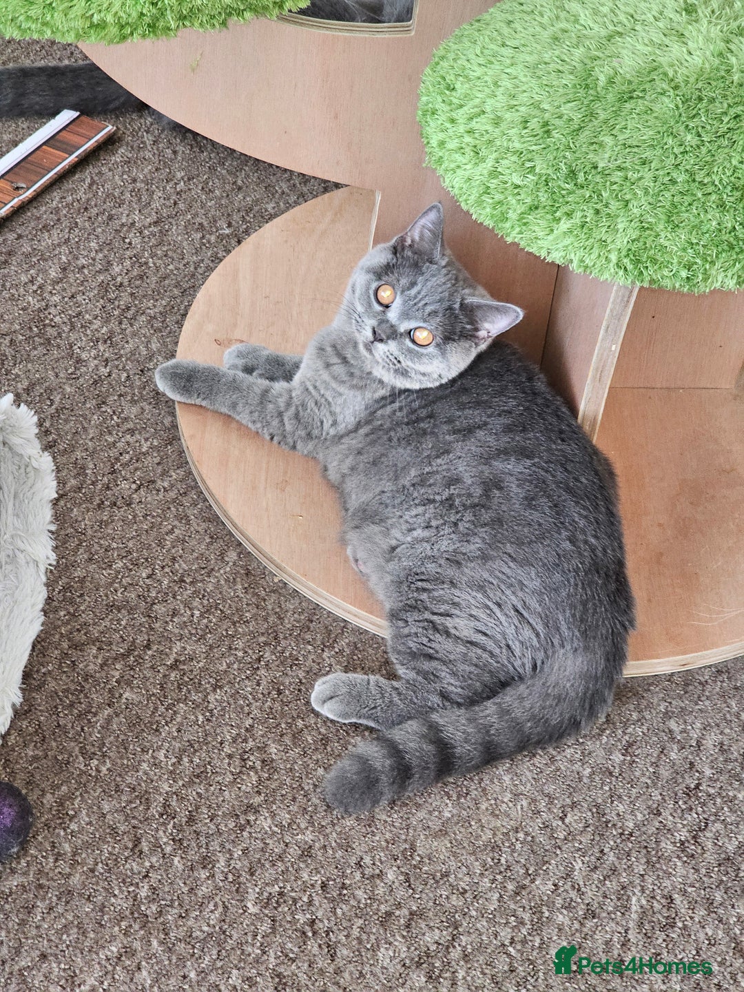 British Shorthair cats for sale: British shorthair and longhair  - Image 11