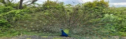Peafowl poultry for sale: Stunning Peacocks for sale-eye catching/elegant  - Advert 3