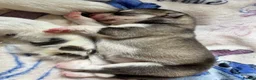 Siberian Husky dogs for sale: Female Siberian husky puppy for sale in Dalkeith - Advert 13