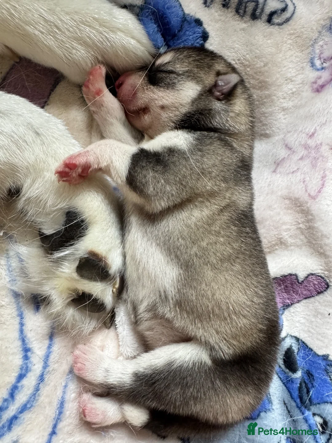Siberian Husky dogs for sale: Female Siberian husky puppy for sale in Dalkeith - Advert 13