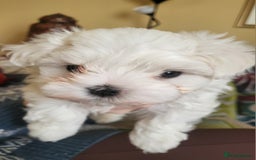 Maltese dogs for sale: Small Fluffy KC Maltese Puppy Family Raised & Love - Image 13