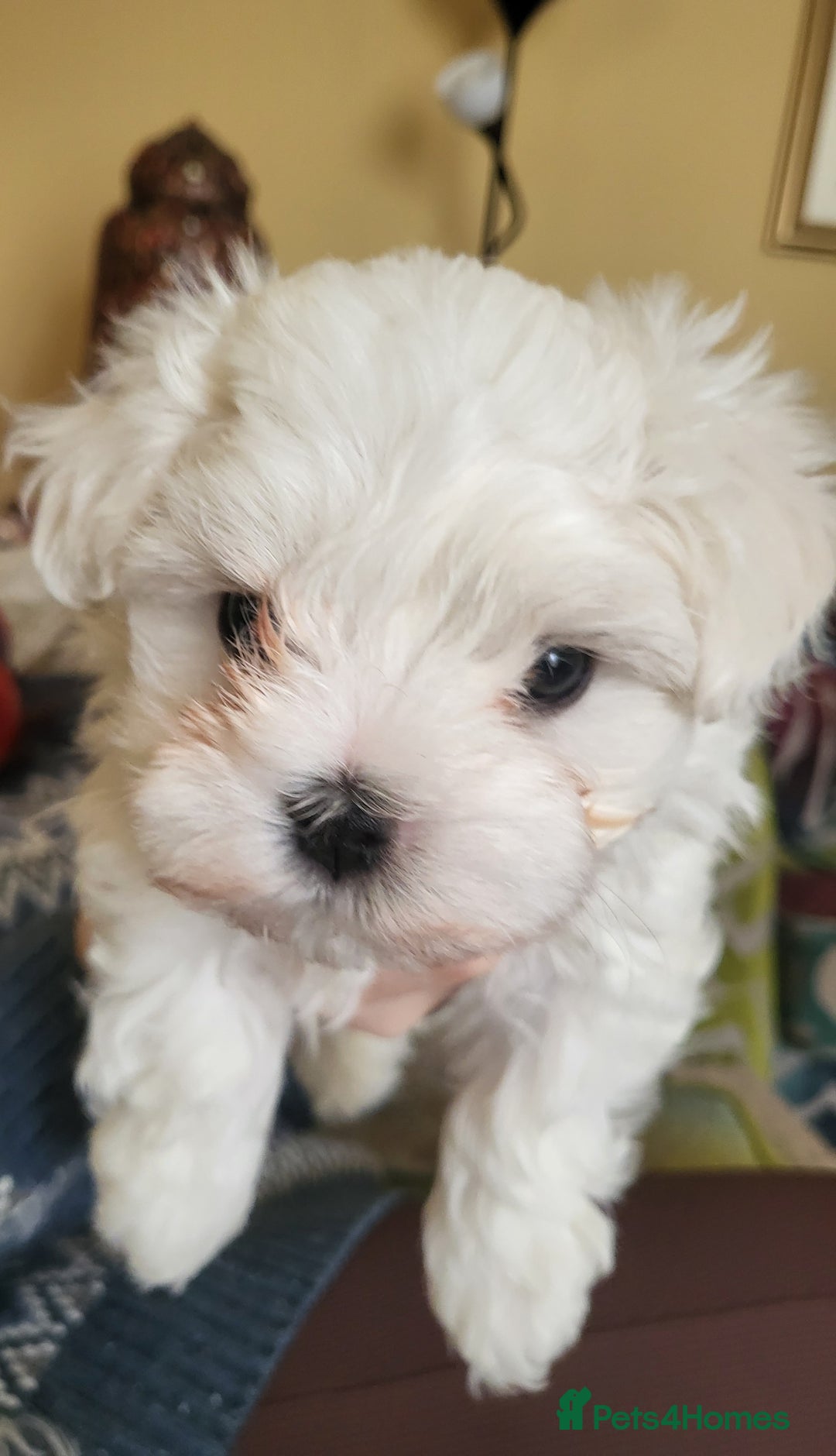 Maltese dogs for sale: Small Fluffy KC Maltese Puppy Family Raised & Love - Image 13