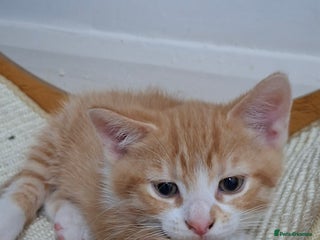 British Shorthair cats - Advert 14