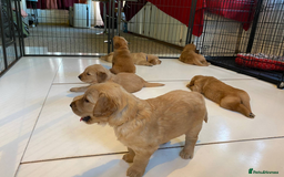 Golden Retriever dogs for sale: beautiful litter of kc Golden Retriever puppies - Image 2