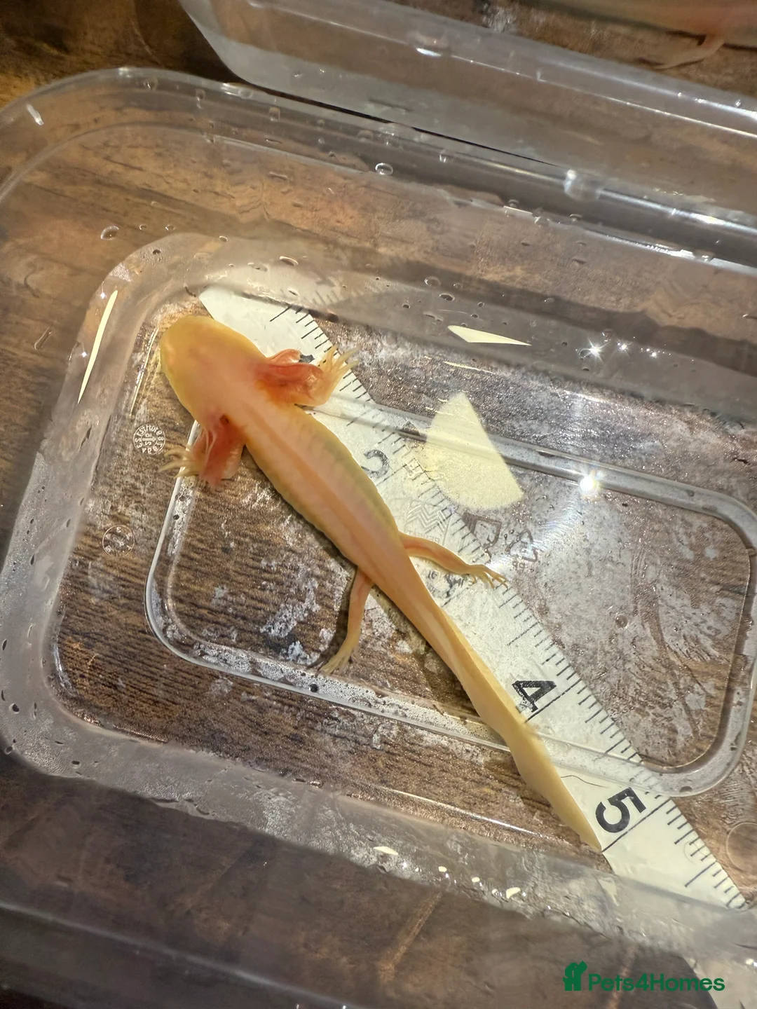 Axolotl reptiles for sale: Axolotls  - Advert 6