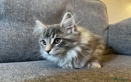 Maine Coon cats for sale: Purebred Maine Coon Male Kittens. Blue,Tabby,Black - Image 12