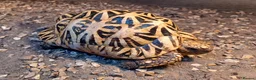 Tortoise reptiles for sale: MALE INDIAN STAR TORTOISE UK BRED 2012 - Advert 1