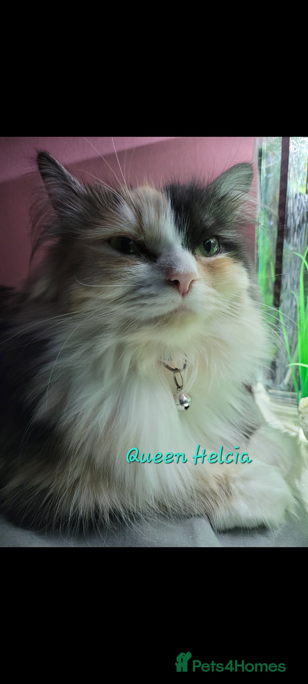 Ragdoll cats Soo cudly and playfull, two litters! - Advert 2