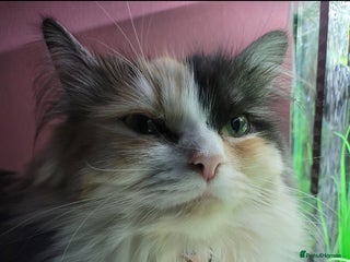 Ragdoll cats Soo cudly and playfull, two litters! - Advert 2