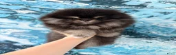 Pomeranian dogs for sale: BLACK & TAN GIRL and BOY - Advert 8