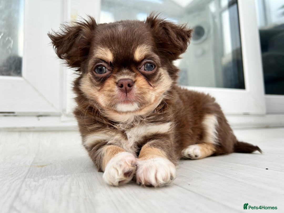 Chihuahua dogs for sale: Kc long haired female - Advert 1