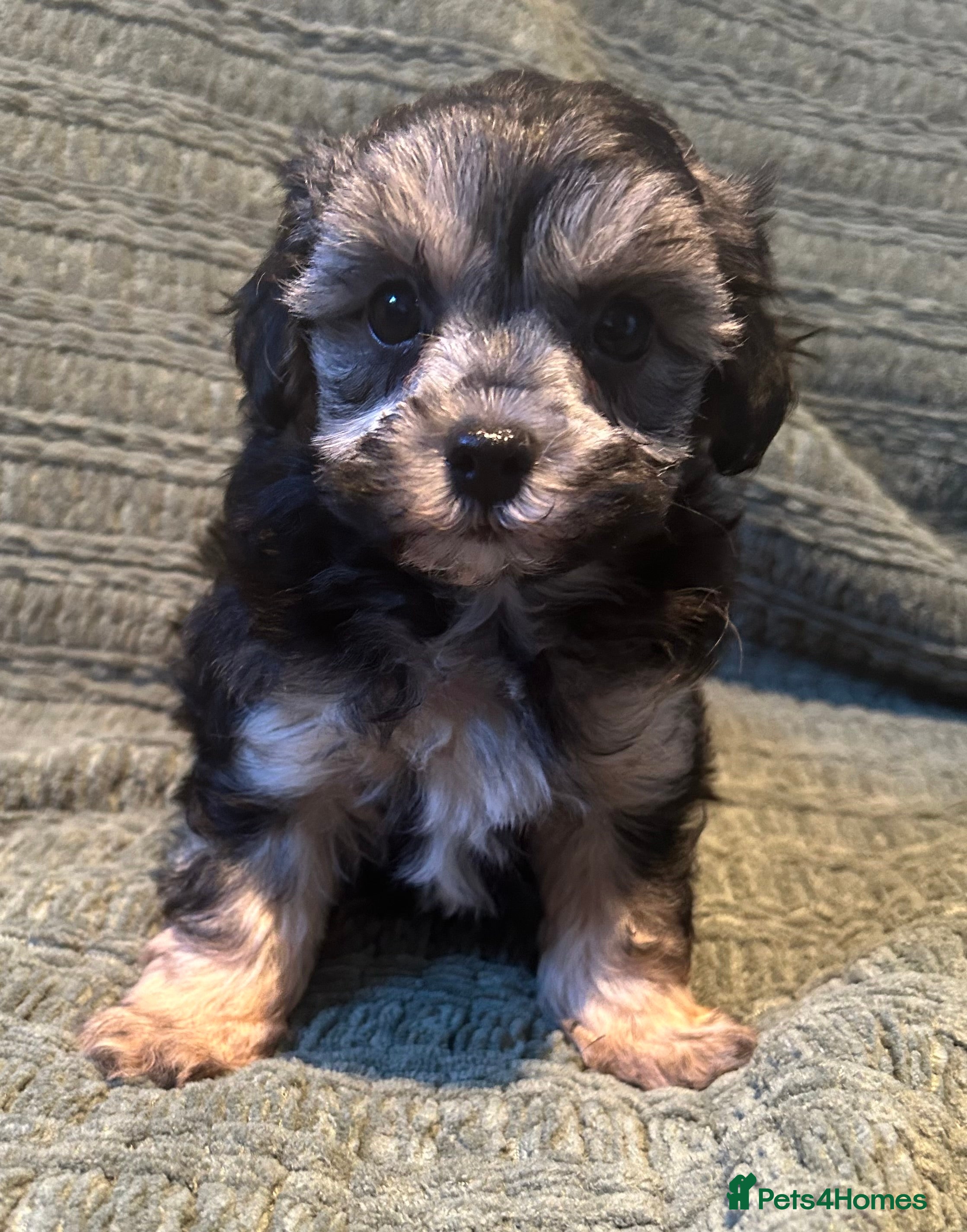 Maltipoo dogs Maltipoo puppies 1 boy left - Advert 17
